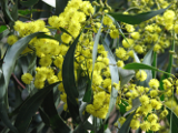 Golden Wattle