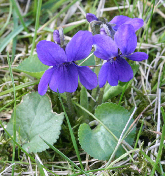 Toowoomba Violet