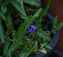 Arrowhead Violet (Viola Betonicifolia)