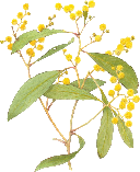 Golden Wattle (Acacia Pycnantha)