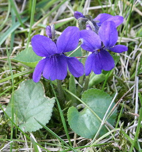 Toowoomba Violet (Viola Odorata)